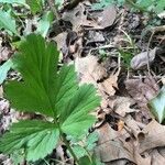 Geum aleppicum পাতা