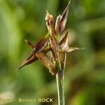 Carex pyrenaica Frutto