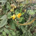 Cassia occidentalis Цвят