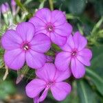Phlox drummondii Flower