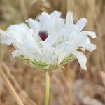 Artedia squamata Цветок