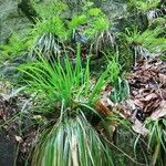 Festuca altissima Blad