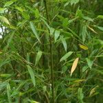Phyllostachys bambusoides Folha