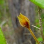 Eugenia sicifolia Plod