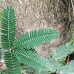 Mimosa polycarpa Blad