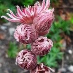 Sempervivum tectorum Flower