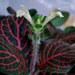 Fittonia albivenis Blüte