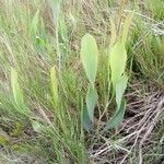 Bupleurum rigidum Leaf