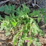 Erodium aethiopicum पत्ता