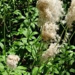 Anemonoides sylvestris Feuille