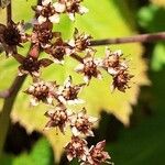 Rodgersia aesculifolia Fruto