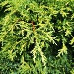 Juniperus horizontalis Blatt