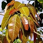 Ficus virens Leaf