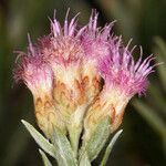 Pluchea sericea Flower