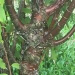 Prunus serrula Corteza