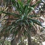 Yucca gigantea Frunză