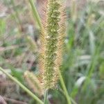 Setaria pumila Blüte