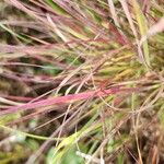 Schizachyrium scoparium Blatt