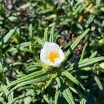 Cistus monspeliensis পাতা