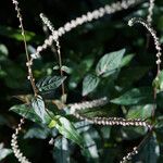 Cyathula prostrata Sonstige