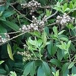 Clethra alnifolia 花