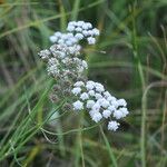 Oenanthe lachenalii Flower