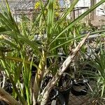 Cyrtopodium andersonii Plante entière