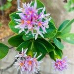 Dais cotinifolia Λουλούδι