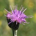 Serratula tinctoria Flors