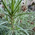 Plantago sempervirensLehti