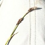Carex sempervirens Blomst