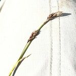Carex sempervirens Fula