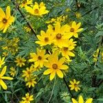 Bidens aristosa Flower