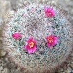 Mammillaria mercadensis Λουλούδι