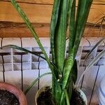 Dracaena stuckyi Yaprak