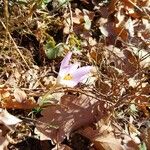 Crocus versicolor Blüte
