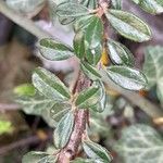 Cotoneaster microphyllus Levél