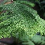 Araucaria biramulata Leaf