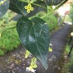 Nyctanthes arbor-tristis পাতা