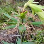 Leucopogon verticillatus Flower