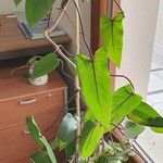 Philodendron erubescens Листок