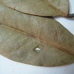 Tontelea coriacea Otro