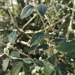 Cotoneaster franchetiiFolha