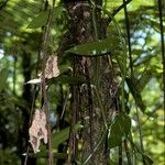 Vanilla planifolia Habitatea