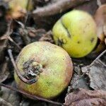 Malus domestica Fruit