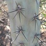 Cereus aethiops Other