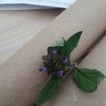 Prunella vulgaris 花