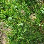 Juniperus virginiana Frukto