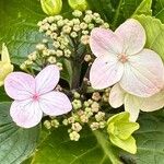 Hydrangea macrophyllaFlower