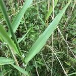 Phalaris arundinacea Feuille